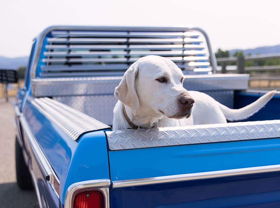 white lab in truck