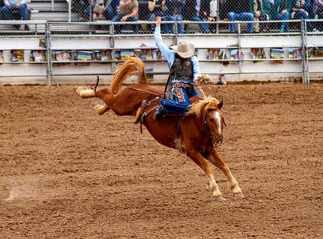 horse rider at a rodeo