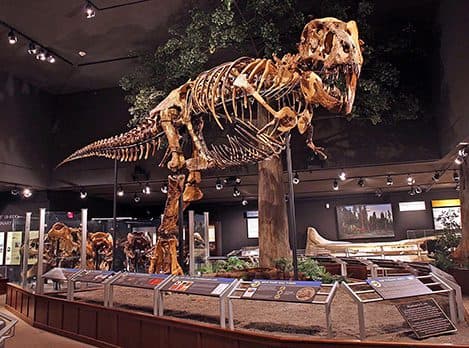 dinosaur skeleton at Museum of the Rockies