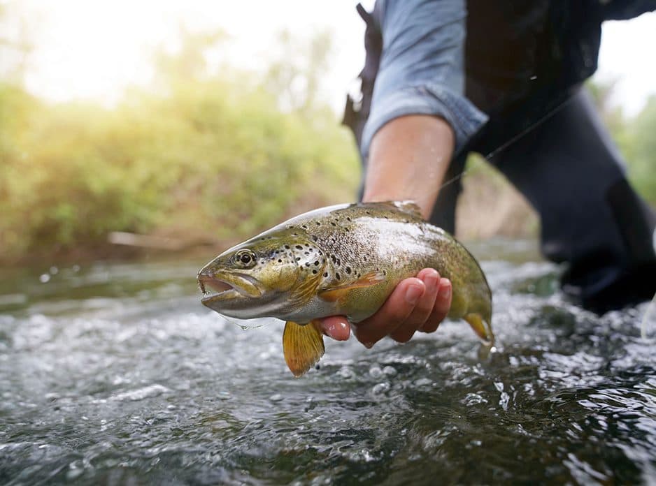 Brown Trout