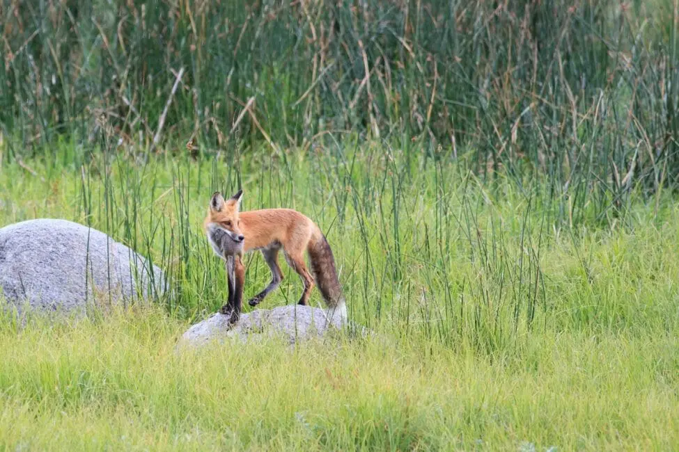 young fox