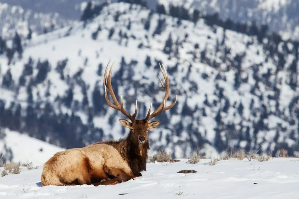 elk in the snow