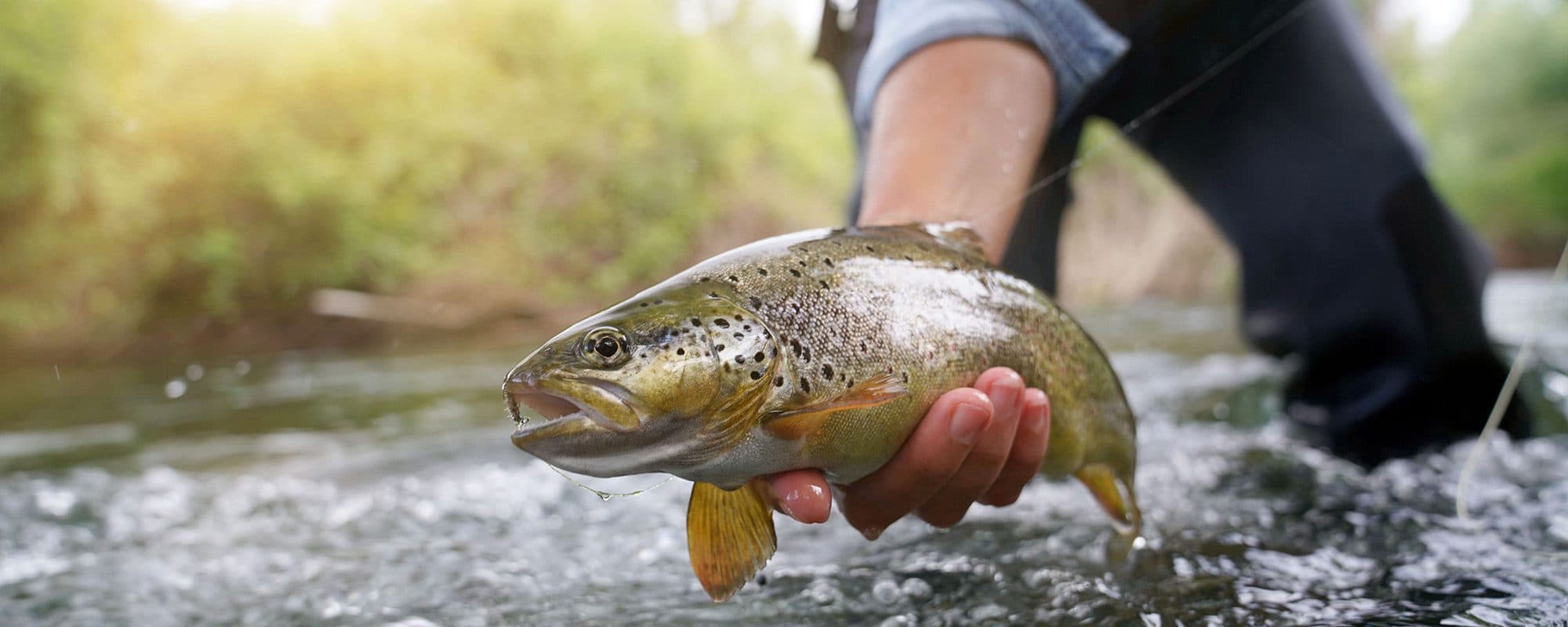 Brown Trout