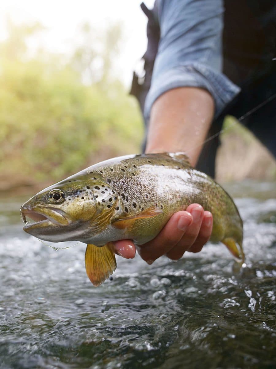 Brown Trout