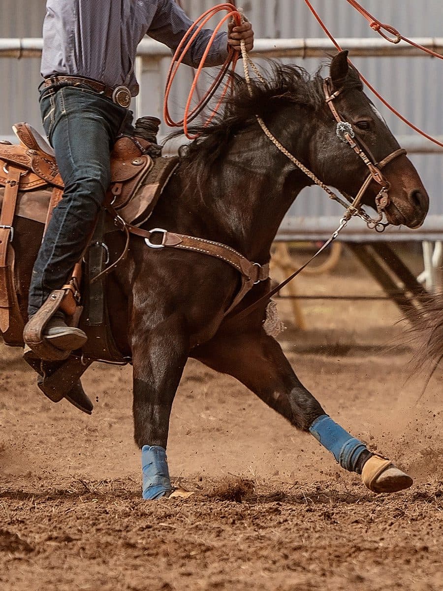 rodeo rider on a horse