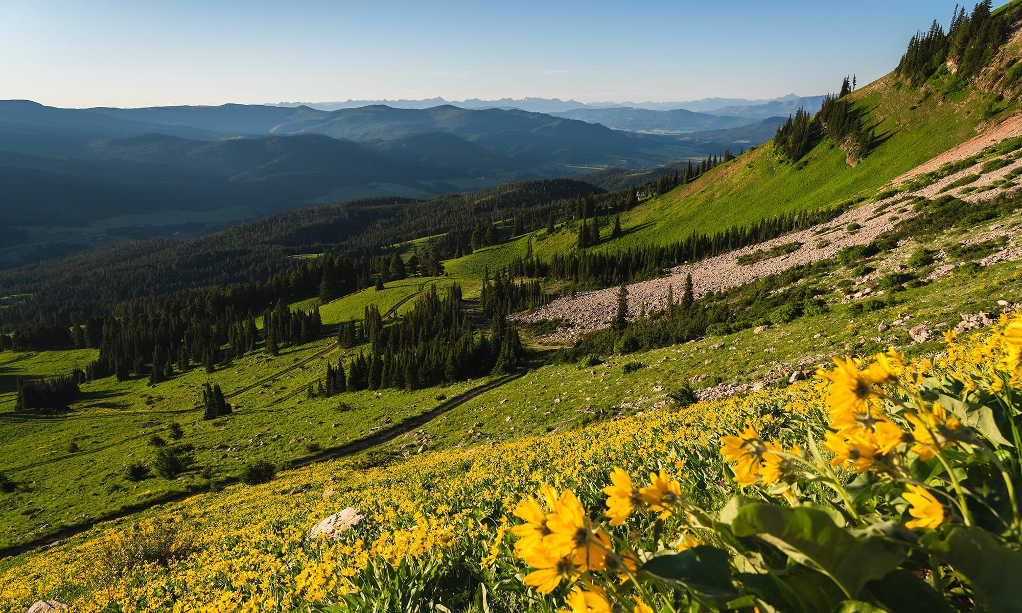 bridger mountains covered in wild flowers