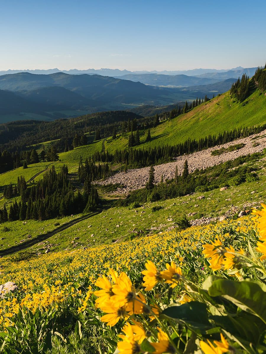 bridger mountains covered in wild flowers